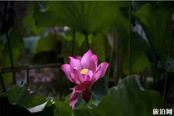 十一屆撮鎮(zhèn)荷花文化旅游節(jié)7月28日開啟