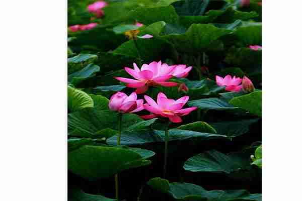 2019哈爾濱第二十四屆方正蓮花節 時間+活動內容