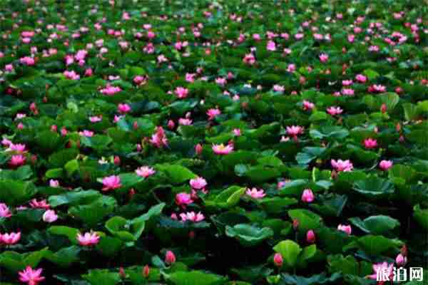 2019哈爾濱第二十四屆方正蓮花節 時間+活動內容