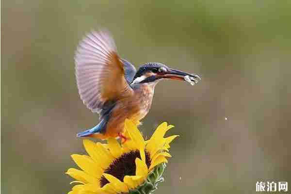 北京適合觀鳥的地方推薦