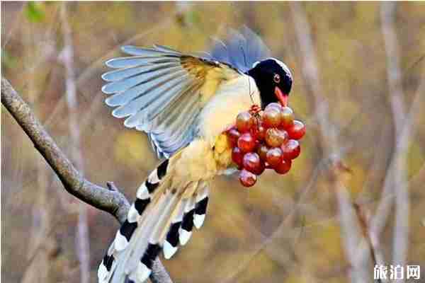 北京適合觀鳥的地方推薦