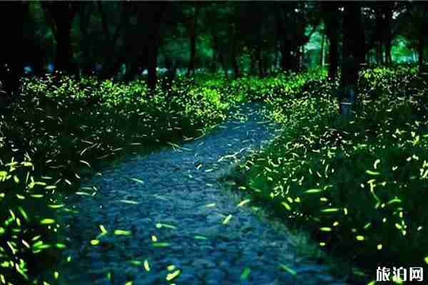 螢火蟲觀賞地點有哪些 螢火蟲觀賞地點有哪些