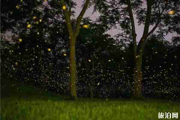 螢火蟲觀賞地點有哪些 螢火蟲觀賞地點有哪些