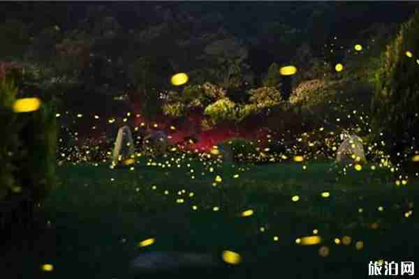 螢火蟲觀賞地點有哪些 螢火蟲觀賞地點有哪些