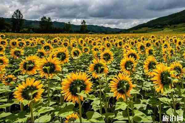 西安向日葵花觀賞地推薦