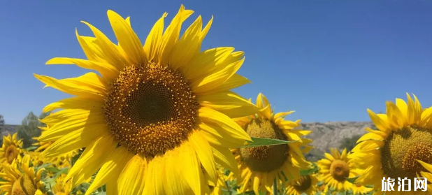 西安向日葵花觀賞地推薦