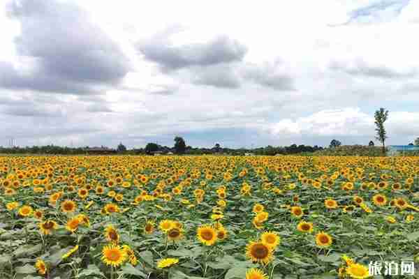 成都龍泉驛區(qū)蔚然花海向日葵觀賞指南 成都龍泉驛區(qū)蔚然花海向日葵觀賞指南