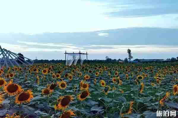 成都龍泉驛區(qū)蔚然花海向日葵觀賞指南 成都龍泉驛區(qū)蔚然花海向日葵觀賞指南