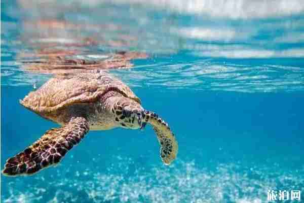 免簽海島游推薦 免簽海島游推薦