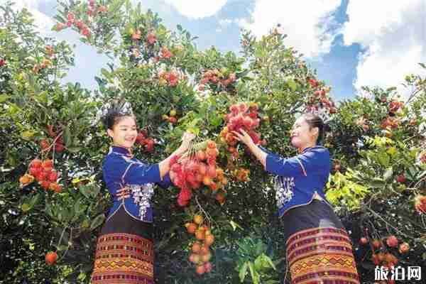 2019保亭縣紅毛丹采摘季活動攻略 2019保亭縣紅毛丹采摘季活動攻略