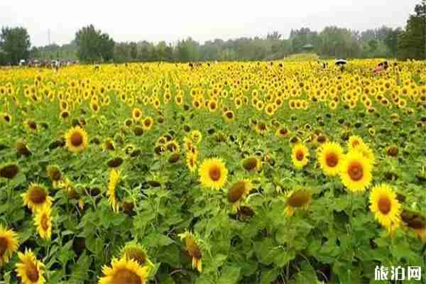 北京向日葵在哪能看 向日葵最佳觀賞時(shí)間 北京向日葵在哪能看 向日葵最佳觀賞時(shí)間