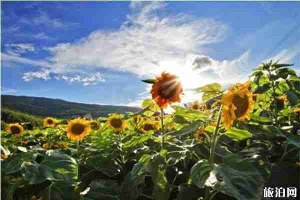 北京向日葵在哪能看 向日葵最佳觀賞時(shí)間 北京向日葵在哪能看 向日葵最佳觀賞時(shí)間