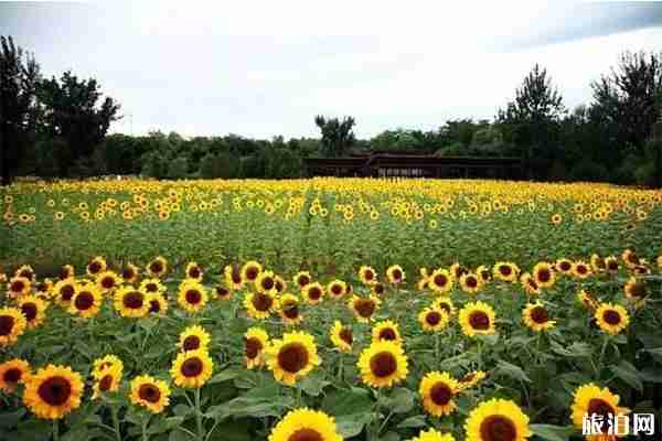 北京向日葵在哪能看 向日葵最佳觀賞時(shí)間 北京向日葵在哪能看 向日葵最佳觀賞時(shí)間
