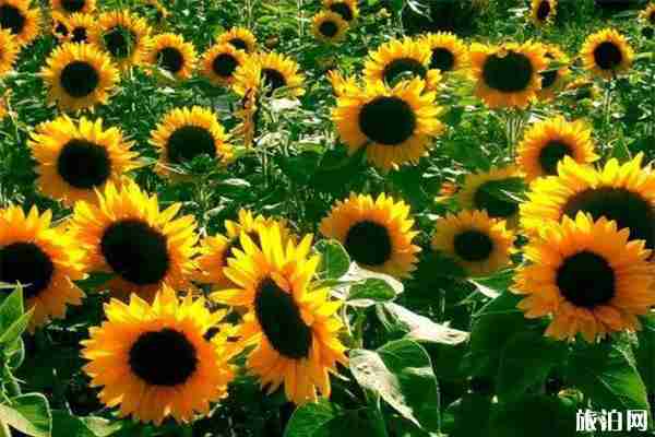 北京向日葵在哪能看 向日葵最佳觀賞時(shí)間 北京向日葵在哪能看 向日葵最佳觀賞時(shí)間