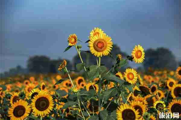 北京向日葵在哪能看 向日葵最佳觀賞時(shí)間 北京向日葵在哪能看 向日葵最佳觀賞時(shí)間
