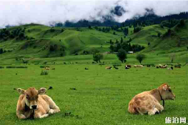 巴音布魯克草原景區當地住宿+交通+飲食