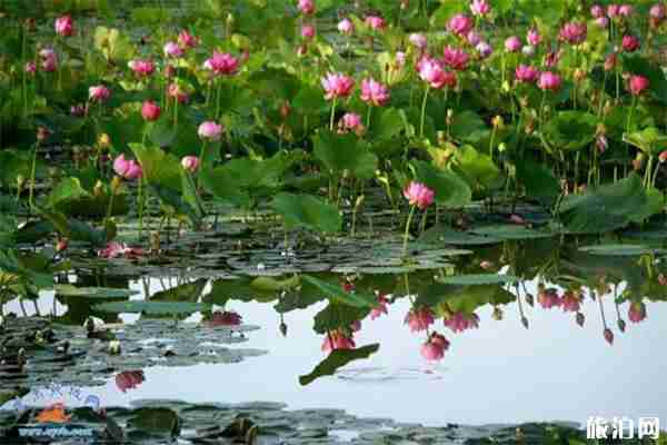 张掖湿地公园观光车+自行车收费 张掖湿地公园观光车+自行车收费