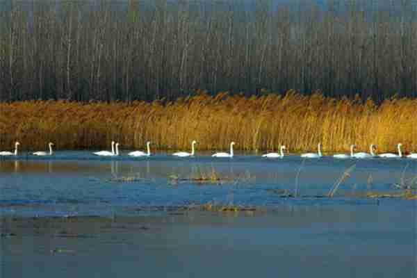 天鹅湖国家城市湿地公园需要门票吗 公园怎么样 天鹅湖国家城市湿地公园需要门票吗 公园怎么样