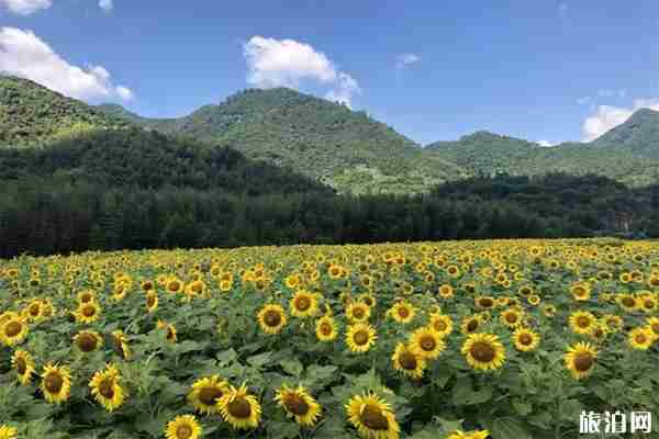 杭州向日葵花海在哪里