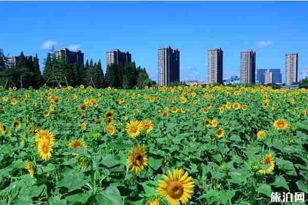 杭州向日葵花海在哪里