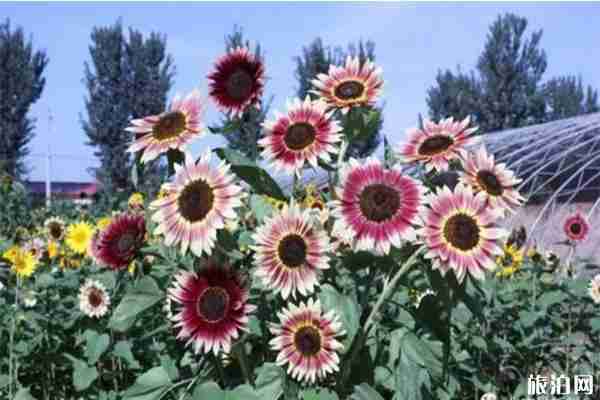 密云雾灵西峰彩葵园向日葵什么时候花开 密云雾灵西峰彩葵园向日葵什么时候花开