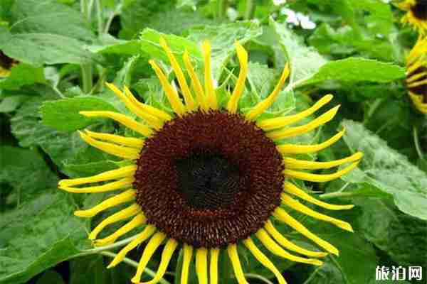 密云雾灵西峰彩葵园向日葵什么时候花开 密云雾灵西峰彩葵园向日葵什么时候花开