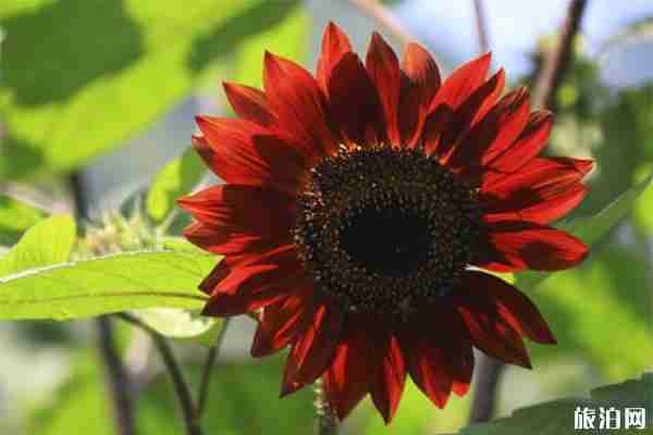 密云雾灵西峰彩葵园向日葵什么时候花开 密云雾灵西峰彩葵园向日葵什么时候花开