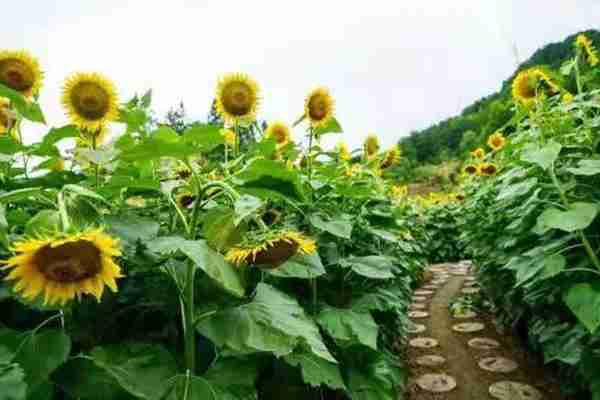 英山四季花海旅游攻略