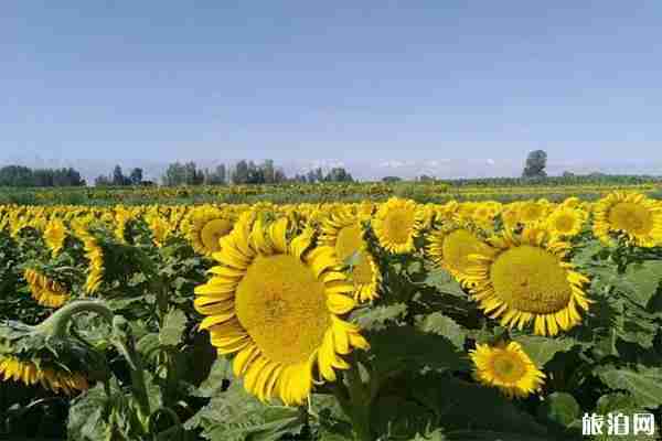 肃州东洞镇向日葵观赏节 露营节+活动内容