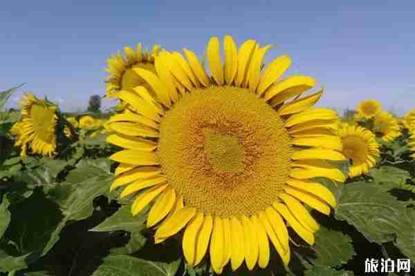 肃州东洞镇向日葵观赏节 露营节+活动内容