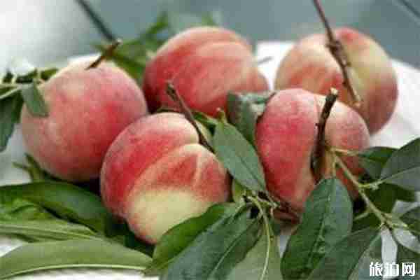 黄河涯第十届万亩桃园采摘节 桃园怎么去 黄河涯第十届万亩桃园采摘节 桃园怎么去