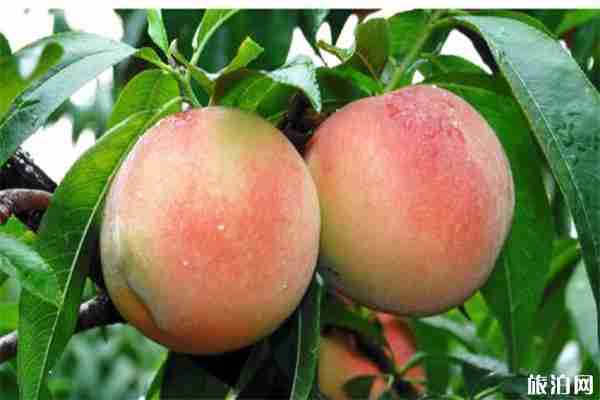 黄河涯第十届万亩桃园采摘节 桃园怎么去 黄河涯第十届万亩桃园采摘节 桃园怎么去