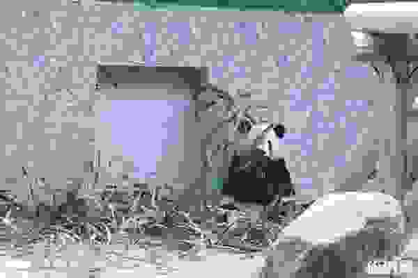 西安秦嶺野生動物園好玩嗎+游園線路+電話+官網