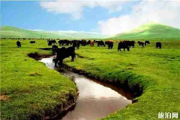 隴南草原旅游景點推薦 隴南草原旅游景點推薦