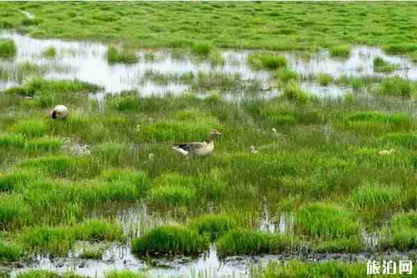甘南夏季溫度 夏季甘南旅游攻略