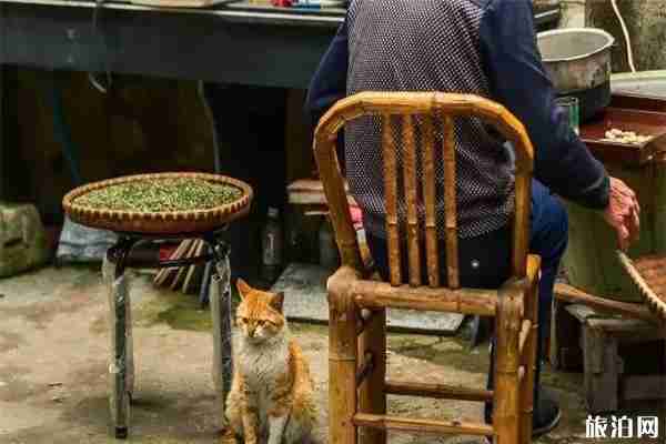 寧波四明山住宿哪里好+吃在哪里 寧波四明山住宿哪里好+吃在哪里