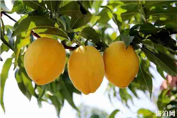 長沙周邊采摘黃桃的地方 長沙周邊采摘黃桃的地方