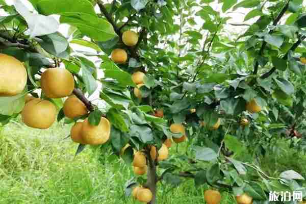 長沙周邊采摘黃桃的地方 長沙周邊采摘黃桃的地方
