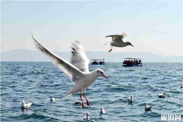 撫仙湖自駕游攻略 撫仙湖自駕游攻略