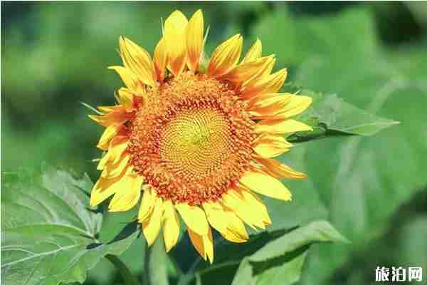 寧波向日葵花海在哪里