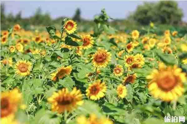 寧波向日葵花海在哪里
