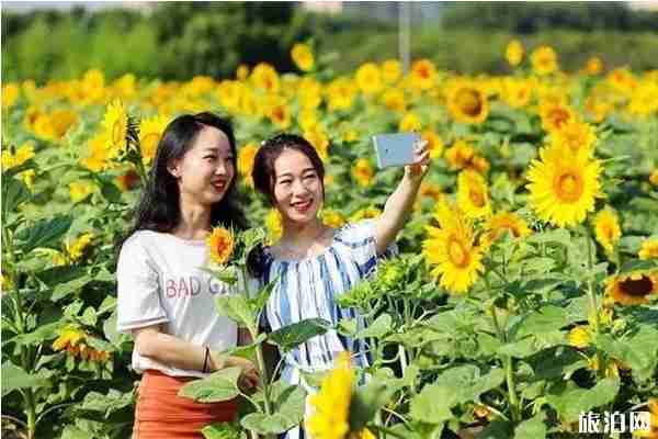 寧波看向日葵的地方 寧波有賞向日葵的地方嗎 寧波看向日葵的地方 寧波有賞向日葵的地方嗎