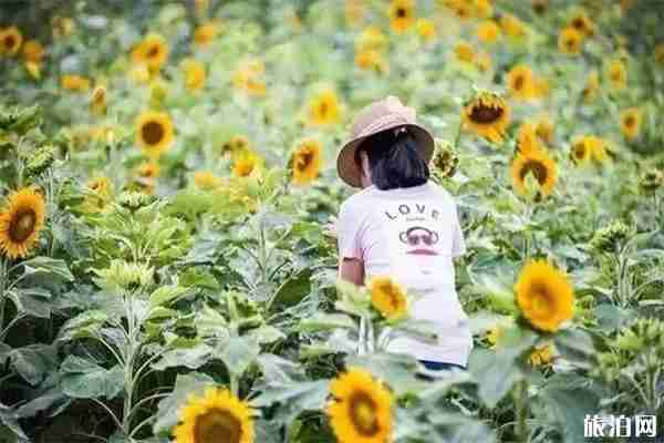 寧波看向日葵的地方 寧波有賞向日葵的地方嗎 寧波看向日葵的地方 寧波有賞向日葵的地方嗎
