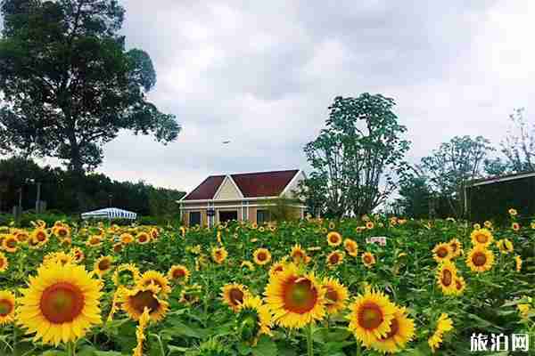 成都天府芙蓉園向日葵在哪 怎么去
