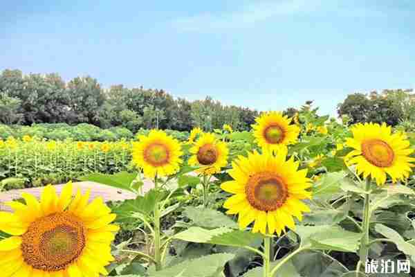 成都天府芙蓉園向日葵在哪 怎么去
