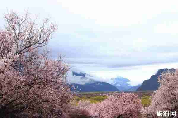 2019新疆全年賞花時間表+攻略 2019新疆全年賞花時間表+攻略