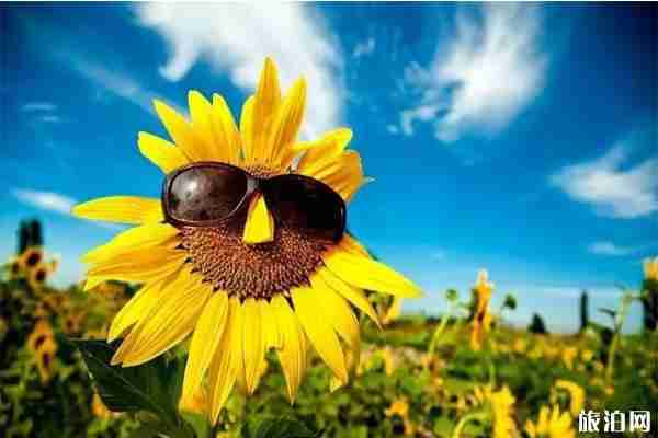 新疆六大花海 新疆最值去的花節有哪些