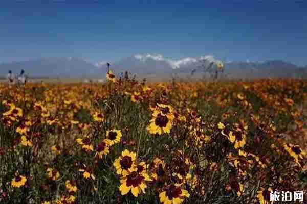 新疆六大花海 新疆最值去的花節有哪些