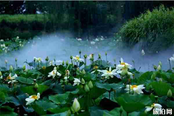 西安盛洲農(nóng)業(yè)科技園荷苑怎么樣 地址+怎么去+要門票嗎