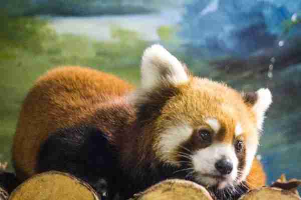 重慶大耳朵口袋動物園在哪里 門票價格有什么優惠 重慶大耳朵口袋動物園在哪里 門票價格有什么優惠